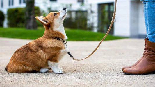 Leash Training 101: How to Stop Your Dog from Pulling