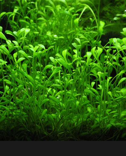 Smart Fish Tank-  APP Mobile Controlled